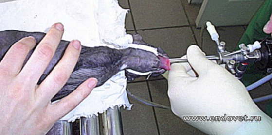 Видеоклип Клинический случай извлечения инородного тела из желудка у котенка