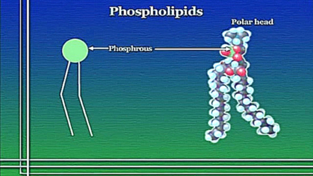 Видеоклип Science of Life [30] - How Cells Talk: Signals and Receptors