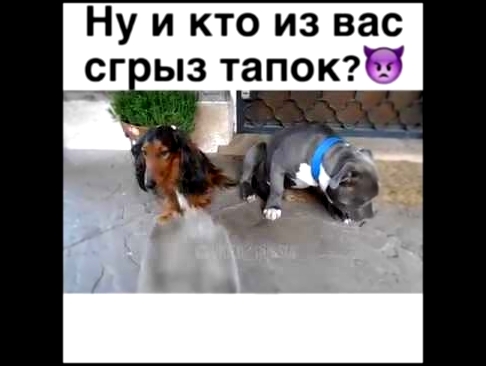 Ну и кто из вас сгрыз тапок