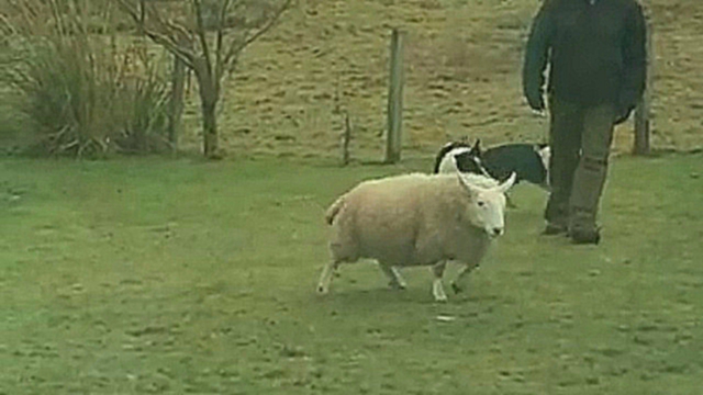 Видеоклип Овца, воспитанная собаками