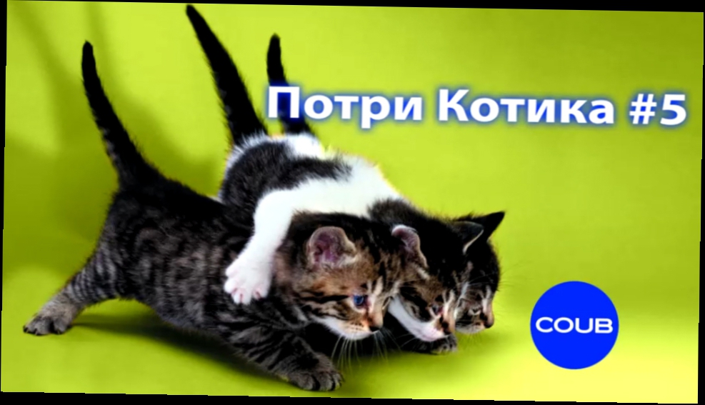 Три кота #5. Приколы с котами. Коты и собаки. Three cat #5. Cats & dogs. Лучшие коубы..