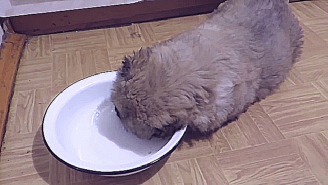 Щенок заснул в тарелке с водой