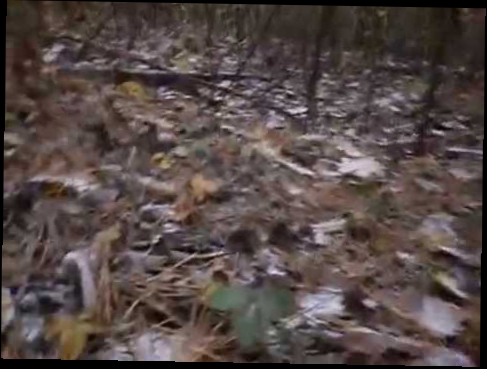Видеоклип песнь леса