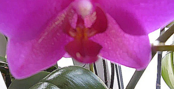 Орхидея цветущая зимой 14 12 2014
