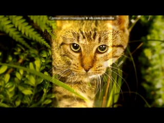 Видеоклип «Коты-Воители» под музыку Белка и Ежевика (коты-воители) - Хочу быть стобой рядом. Picrolla