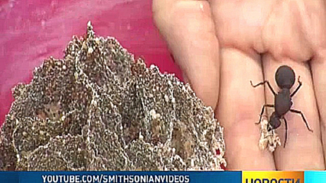 Британские ученые надели датчики на муравьев