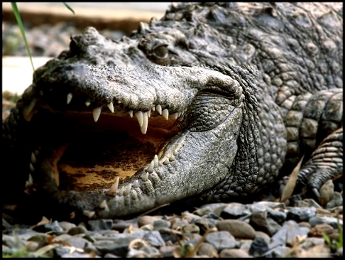 Безжалостный убийца - Нильский Крокодил -  Документальный Фильм National Geographic