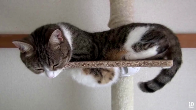 Коты спят в странных позах