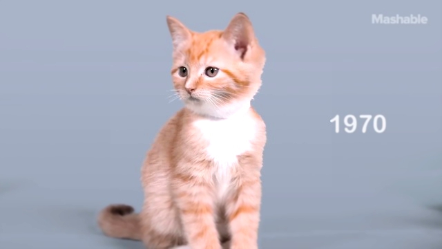 Видеоклип 100 лет красоты кошек