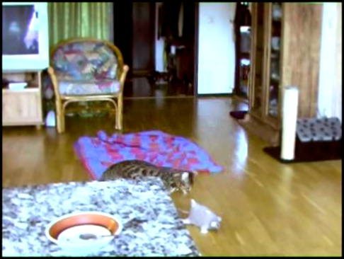 Bengal Cat Lisabet plays