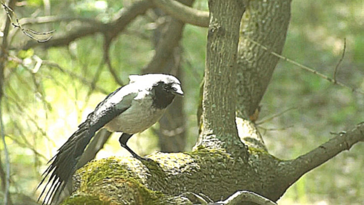 Видео о природе : серая ворона видео Full HD