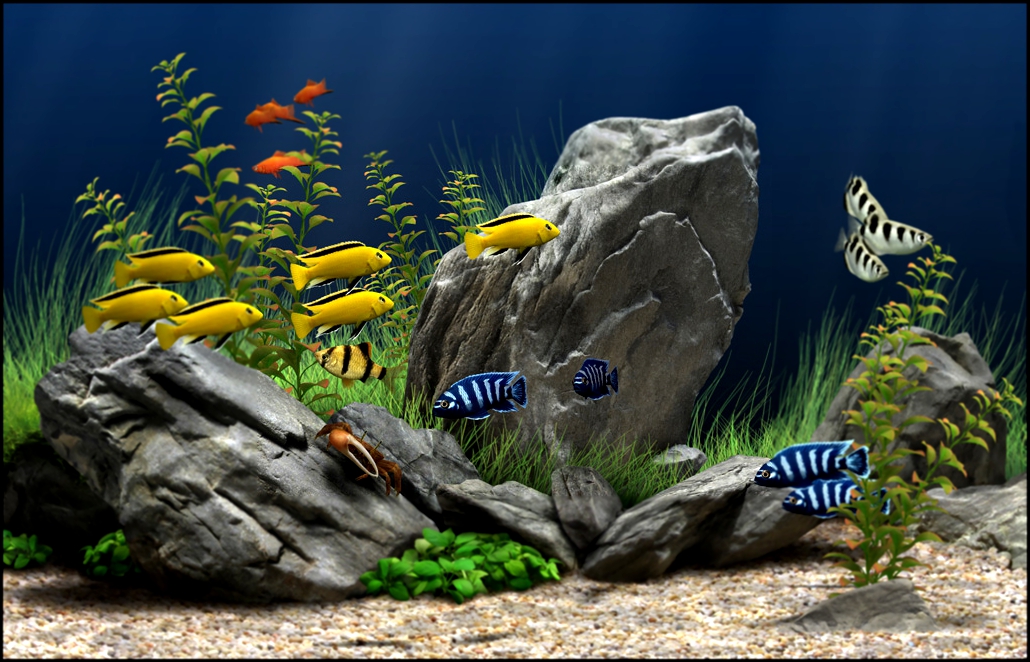 Скриншот Dream Aquarium Screensaver декорации