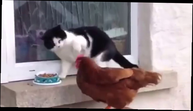 Курица отжала еду у кота