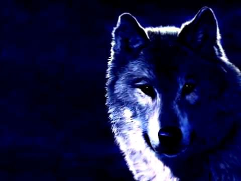 Видеоклип АРМЕЙСКИЕ ПЕСНИ ПОД ГИТАРУ ►Блатной Удар   Одинокий волк