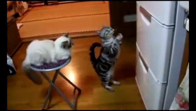 Котёнок просит еды. Котик просит поесть. Приколы про кошек.+#$@*.