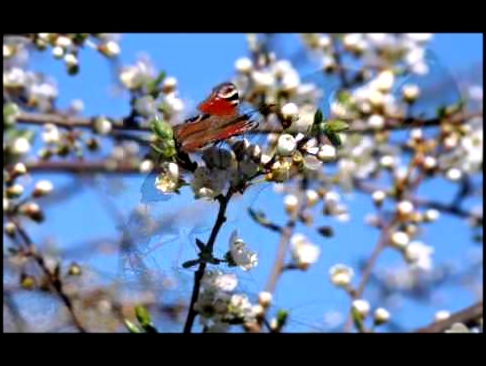 Видеоклип нина матвиенко сила птаха первый день весны