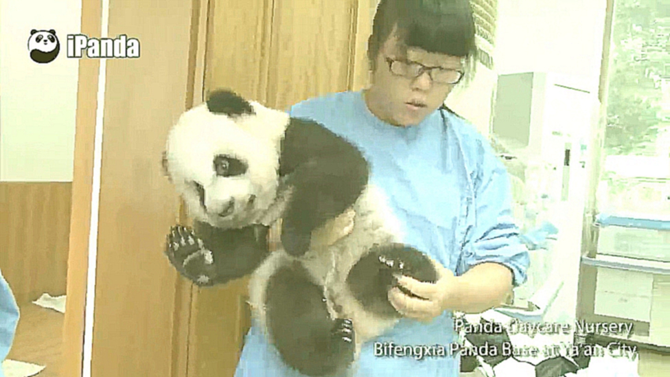 Видеоклип Самая милая профессия на свете - няньки для панд