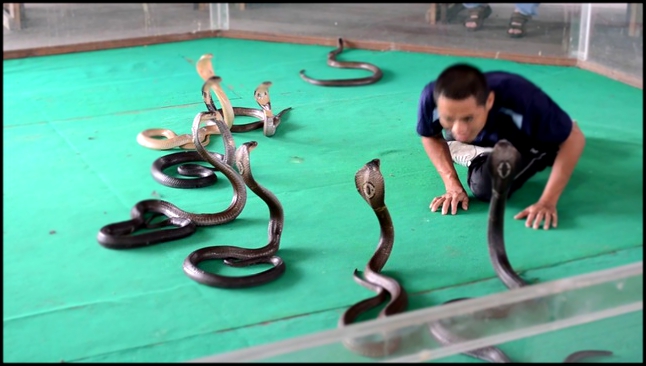 Шоу со змеями+Петушиные боиТаиланд, Пхукет. Snake show. Thailand, Phuket