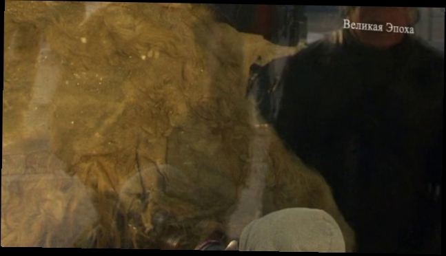 Видеоклип В Москве представили мумию мамонтёнка возрастом около 39 000 лет (новости)