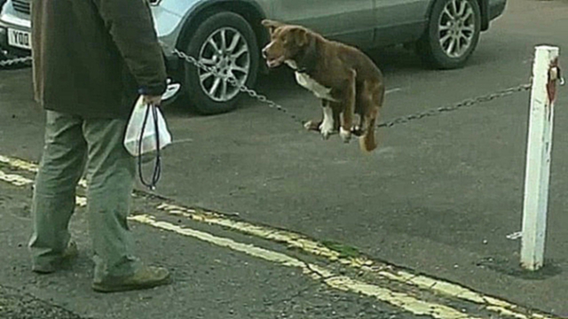 AMAZING ACROBATIC DOG