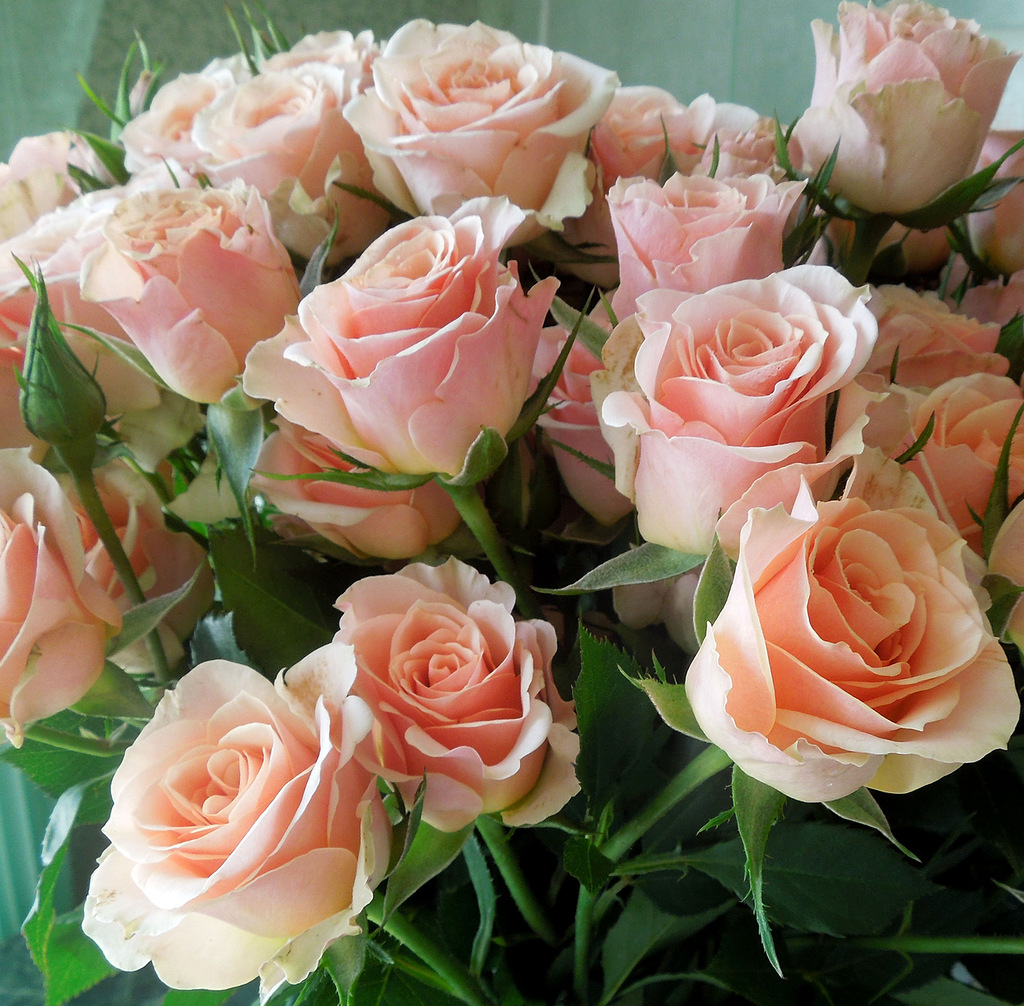 Поздравления С Днем Рождения Розе Красивые
