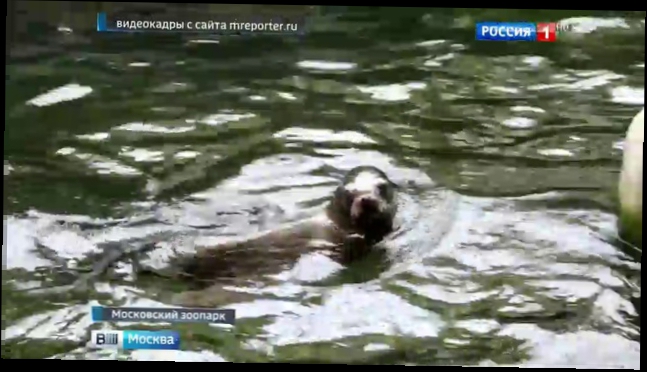 Видеоклип В Московском зоопарке вышел в свет калифорнийский морской львенок Дамир