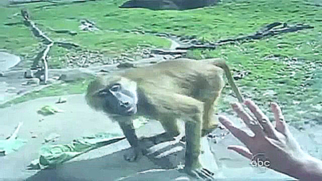 Видеоклип Пошлая обезьянка