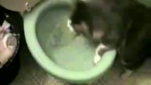 Видеоклип Кот против туалета. Кот против унитаза. Смешной кот. Приколы про котов. Огромный толстый кот+#$@*.