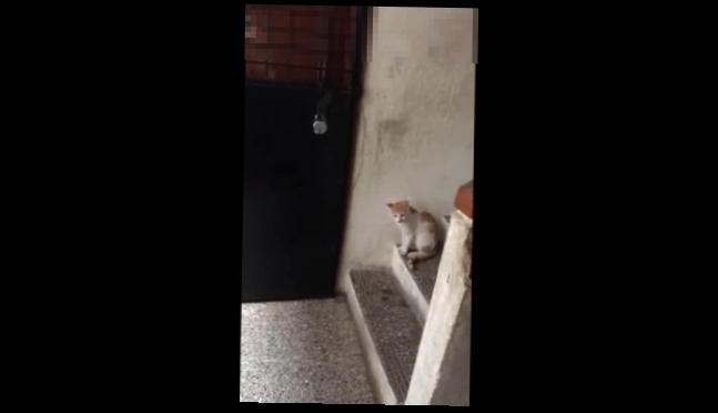 Видеоклип Кот стучит в дверь