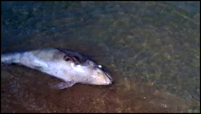 Видеоклип Мертвый дельфин в бухте Геленджика.
