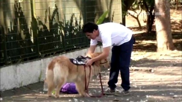 Видеоклип Бразильский рэппер и золотистый ретривер борются за прав собак-помощников