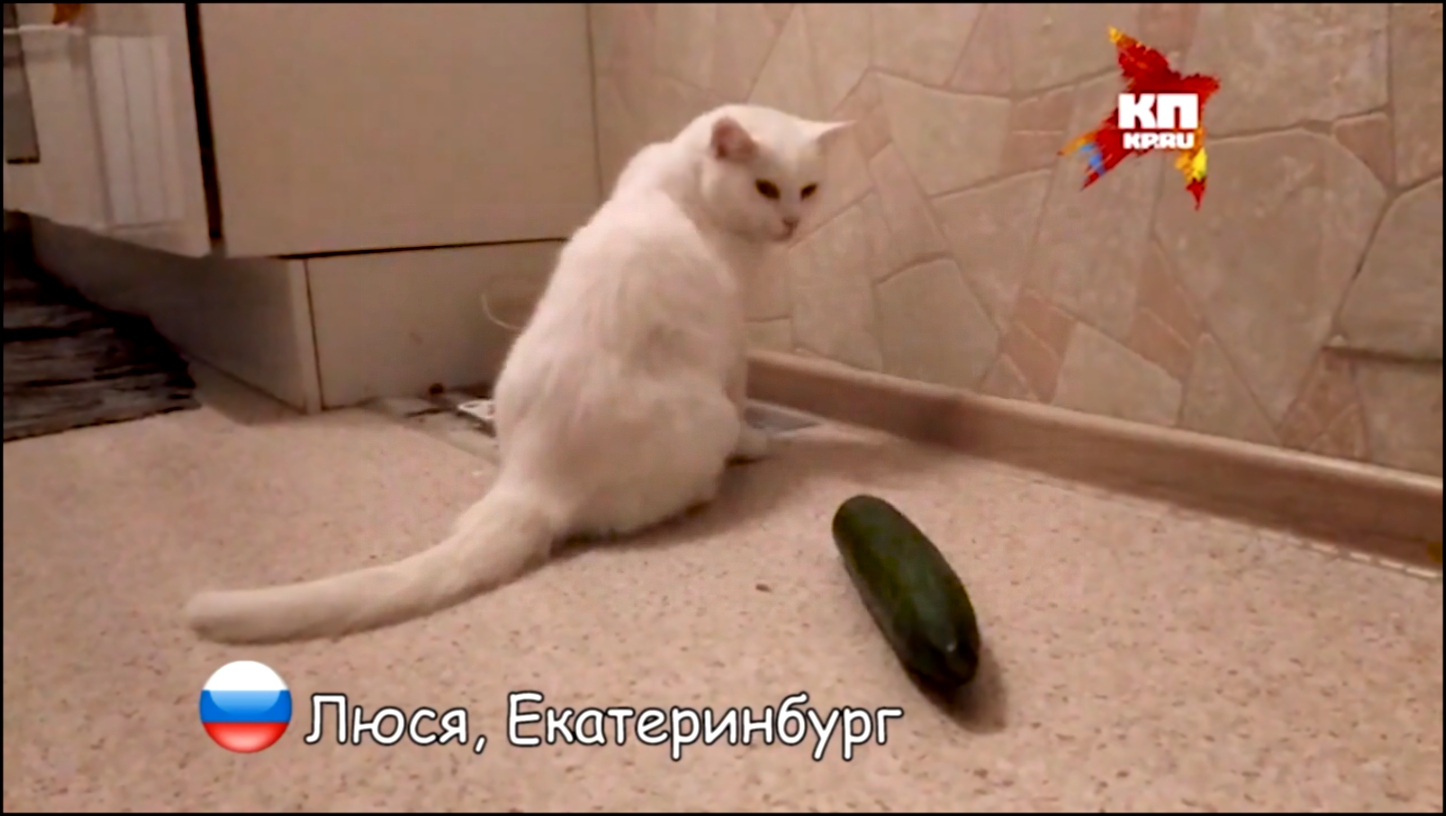 Видеоклип русские коты не боятся огурцов!!