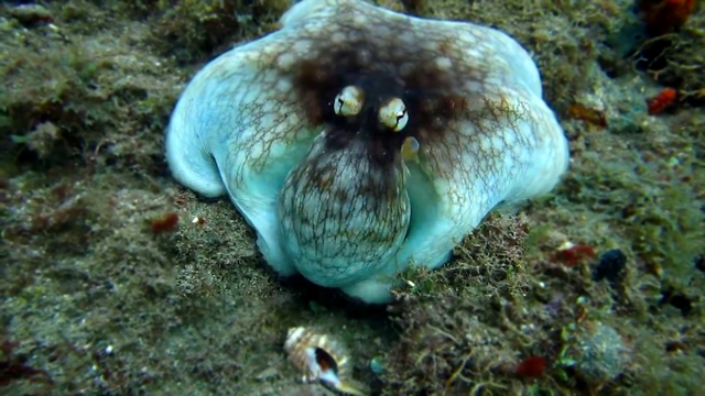 Amazing octopus camoflage