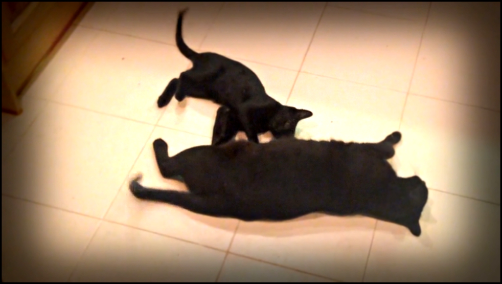 Видеоклип Черный котенок, похоже, реально достал свою мамочку!