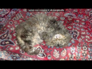 Видеоклип «кисы» под музыку Неизвестен - раз два это рэп про кота. Picrolla