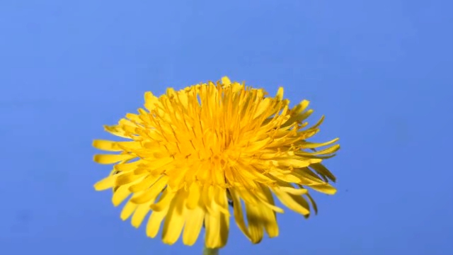 Видеоклип Быстротечная жизнь цветка Одуванчика. Time lapse Dandeli...
