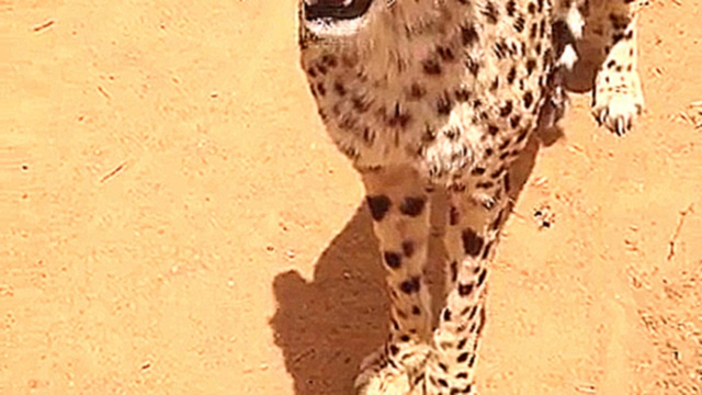 Видеоклип Вы когда нибудь слышали как мяукает гепард