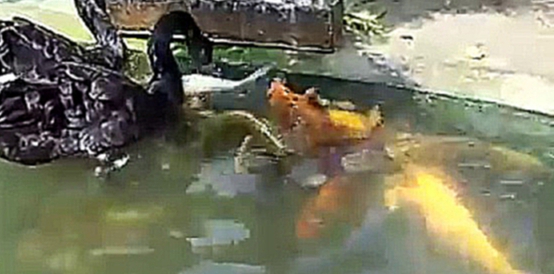 Видеоклип Удивительно! В китайском зоопарке лебеди кормят рыбок