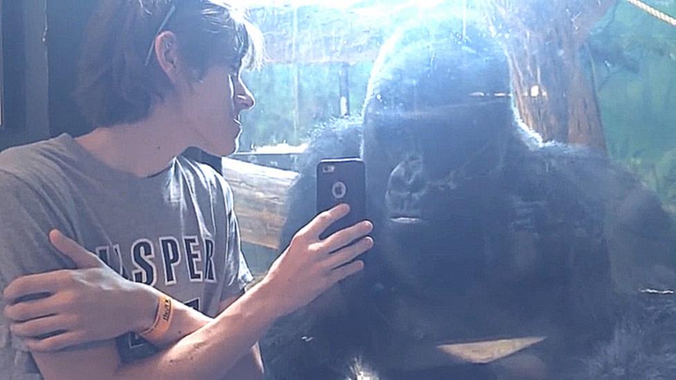 Парень показывает горилле фотки других горилл