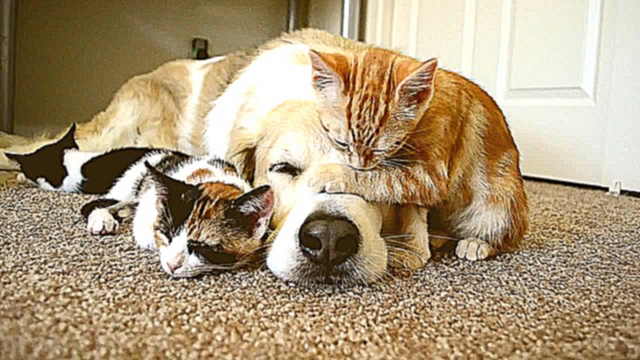Собака и котята - дружная семья.MP4
