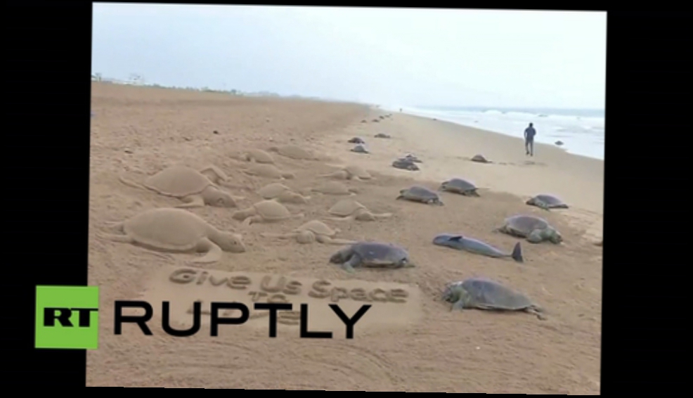 Видеоклип Индия. Мертвые дельфины и черепахи (20.01.2016 г.)