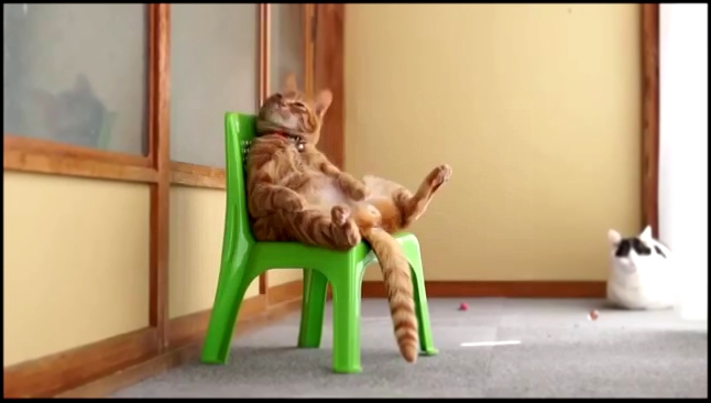 Наглый рыжий кот сидит на маленьком стуле