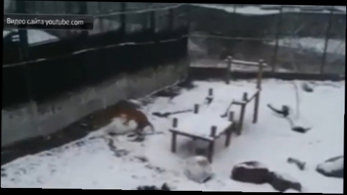 Амурская тигрица из Калининграда научилась лепить огромные снежные шары