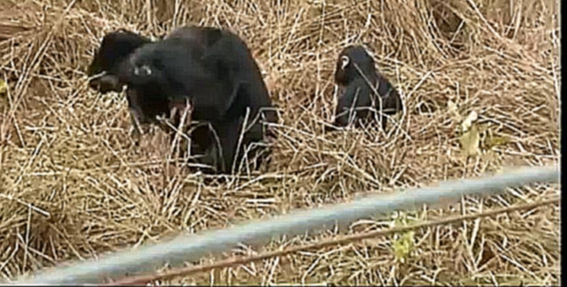 Видеоклип Малыш шимпанзе играет с папой
