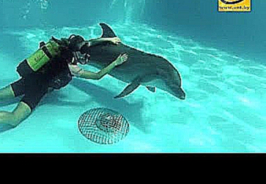 Дайвинг с дельфинами - новый аттракцион минского зоопарка