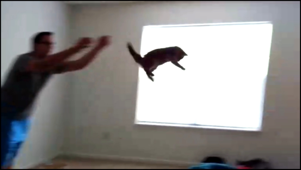 Видеоклип Котик любит полетать