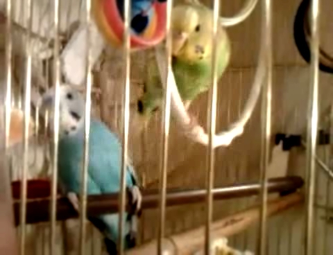 Видеоклип Попугаи кушают мандаринку