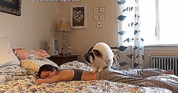 Котик делает массаж