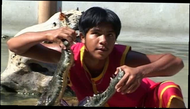 Страшное крокодил-шоу нервным не смотреть Тайланд