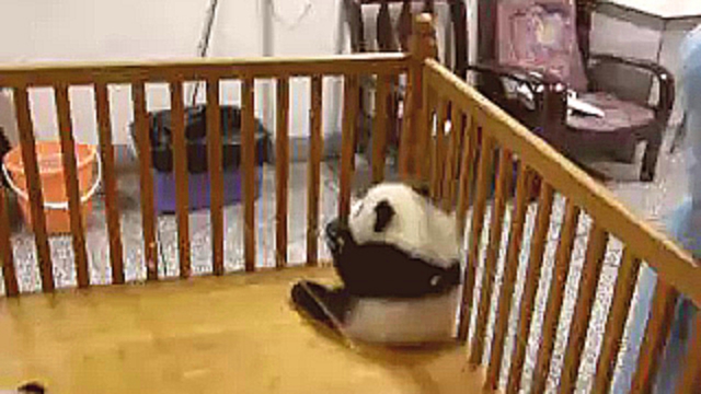 Непоседливая маленькая панда